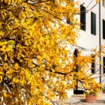 Dimore Amiche presentano Foliage, magiche atmosfere d’autunno, prossimo appuntamento il 24 settembre a Villa e Borgo Feriani (Vicenza)