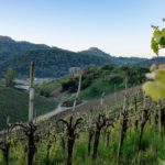 Cocktail, formaggi e calici, la mixology interpreta l’Asolo Prosecco a Caseus Veneti Le colline Unesco del prosecco
