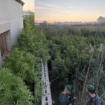 Scoperta nella campagna di Ardea (RM) una piantagione di marijuana, GdF Roma sequestra 360 kg di droga e arresta una persona GdF sequestra piantagione di marijuana (foto collage)