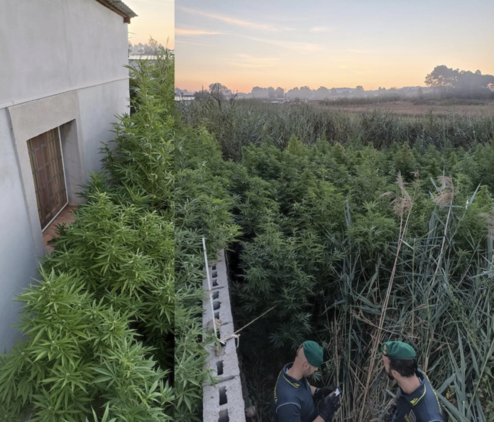GdF sequestra piantagione di marijuana (foto collage)
