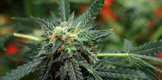 Usa verso svolta storica su marijuana, sarà ‘droga meno pericolosa’