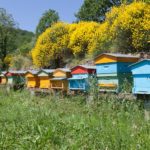 A Valdagno contributo Cariverona per progetto su api “A mente APErta per un futuro sostenibile”: 52.000 euro da bando FORMazione e AmbienTE apicoltura miele