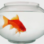 La memoria del pesce rosso: un impazzimento generale ed estremamente pericoloso sulla questione vaccini La memoria del pesce rosso e la questione vaccini