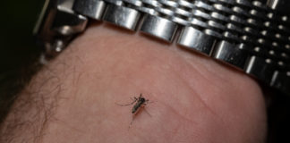 Zanzara coreana in Veneto, Zanoni (PD): “può trasmettere malattie anche gravi, indispensabile azione preventiva di monitoraggio e contrasto” La zanzara coerana in Italia e in Veneto