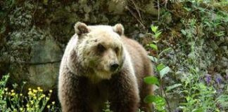 Orso trovato morto a Ortona dei Marsi, indagini e accertamenti
