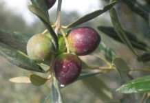 Storia e sapore: il valore culturale e gastronomico dell’oliva itrana Oliva itrana