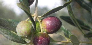 Storia e sapore: il valore culturale e gastronomico dell’oliva itrana Oliva itrana