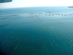 Itticoltura nel Golfo di Gaeta - Credits Telefree