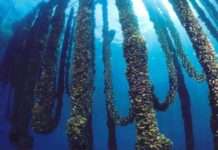 Itticoltura nel Golfo di Gaeta, un problema vicino alla costa: i sindaci di Gaeta, Formia e Minturno rimangono muti… come pesci Militicoltura - Foto de Il Faro Online