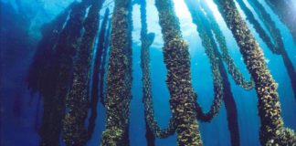 Itticoltura nel Golfo di Gaeta, un problema vicino alla costa: i sindaci di Gaeta, Formia e Minturno rimangono muti… come pesci Militicoltura - Foto de Il Faro Online