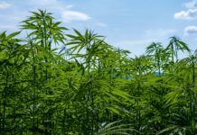 Canapa, Regioni chiedono al Governo revisione del DL Sicurezza Piantagioni di canapa industriale veneto