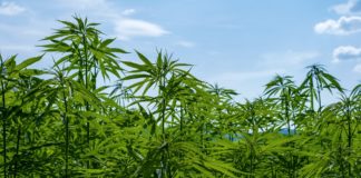Canapa, Regioni chiedono al Governo revisione del DL Sicurezza Piantagioni di canapa industriale veneto