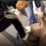 Violenze a Vicenza ad Halloween, Ciro Asproso (Coalizione civica): matrice omofobica e lacrime di coccodrillo del sindaco Rucco Violenze e risse a Vicenza ad Halloween