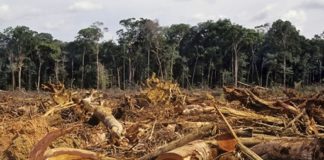 Nuova proposta di regolamento sulla deforestazione, Meritocrazia Italia: per l’ambiente si attui una strategia di sistema Deforestazione in Amazzonia