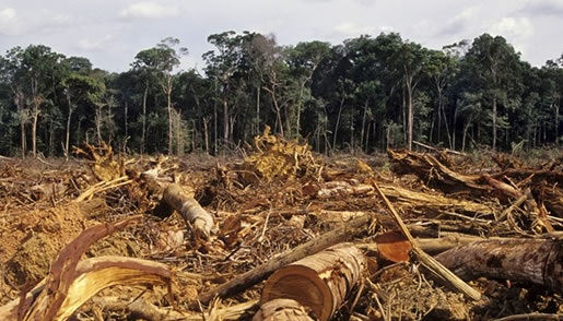 Deforestazione in Amazzonia