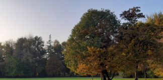 Gli alberi e il verde urbano a Vicenza, convegno il 18 novembre al museo Naturalistico Archeologico