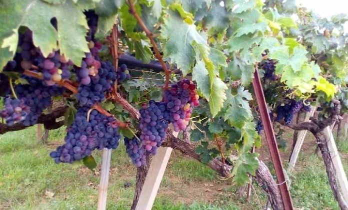 Vigneto classico pugliese, Cantine Rivera, Foto: Gianluca Tesse