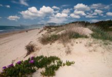 Duna e spiaggia di Capratica (Fondi): tassello della biodiversità europea Duna e spiaggia di Capratica.