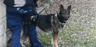 Polizia locale di Vicenza, il cane Aria fiuta 5 grammi di marijuana in possesso di uno studente davanti all’istituto San Gaetano Il cane Aria