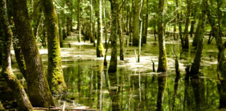 La Selva di Circe, tutto ciò che rimane dell’antica foresta di Terracina La Selva di Circe.