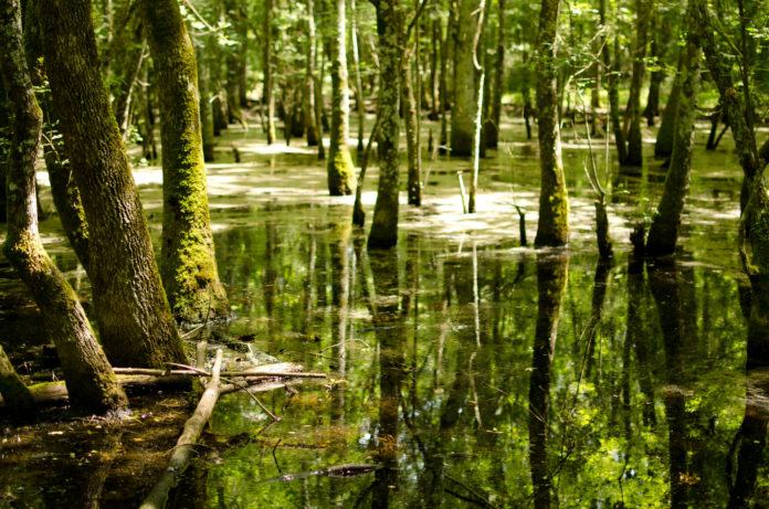 La Selva di Circe.