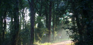 Il Parco Nazionale del Circeo: tra le più antiche aree naturali protette d’Italia Sentiero del Parco Nazionale del Circeo.