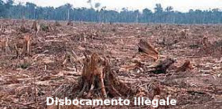 Il disboscamento illegale nell’Unione Europea, Aduc: “Polonia condannata” disboscamento illegale in Unione Europea