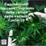 Covid, lo studio: cannabis può bloccare il virus cannabis