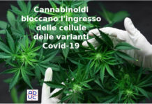 Covid, lo studio: cannabis può bloccare il virus cannabis