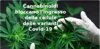 Covid, lo studio: cannabis può bloccare il virus cannabis