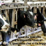 Carne da macello e trasporto ‘dolce’, Aduc: l’ipocrisia che si fa legge? Animali da macello