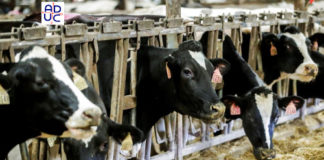 Carne da macello e trasporto ‘dolce’, Aduc: l’ipocrisia che si fa legge? Animali da macello