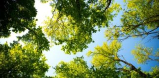 Verde urbano a Vicenza, interventi in 10 zone. Ass. Ierardi: “patrimonio ambientale soluzione contro polveri sottili, zone calore e inquinamento” Verde urbano