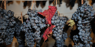 Le Marche e il miglior vino d’Italia 2021. “Wine Specialists Journal”: il Verdicchio dei Castelli di Jesi DOCG e la Vernaccia di Serrapetrona DOCG Vernaccia di Serrapetrona