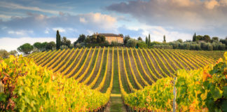 La Toscana dei grandi vini e dei Supertuscan, “Wine Specialists Journal” : tra un Chianti Rùfina DOCG e un Bolgheri Superiore DOC Vitigni della Toscana