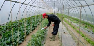 Camisano Vicentino, tecnici Regione Veneto: “Tar conferma correttezza decadenza azienda biogas La Colombara” camisano vicentino immagine di repertorio