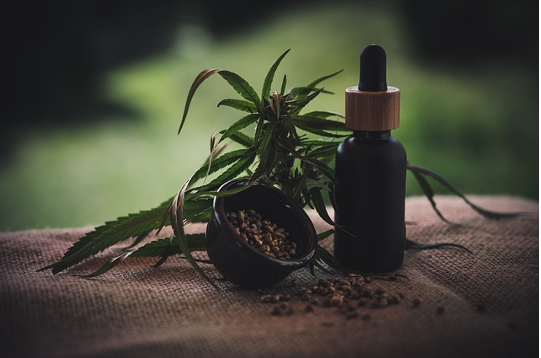 Olio Cbd, cannabis