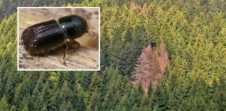 Bostrico, Possamai (PD): “più letale di Vaia per foreste venete. Dal Governo risorse e procedure più snelle, adesso occorre agire in fretta” Emergenza bostrico per le foreste