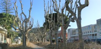 Manutenzione del verde, proseguono gli interventi in città