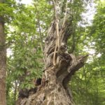 Il Piantone di Nardò e i castagni secolari di Morrice (TE): natura e tradizione culinaria Piantone di nardò