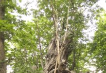 Il Piantone di Nardò e i castagni secolari di Morrice (TE): natura e tradizione culinaria Piantone di nardò