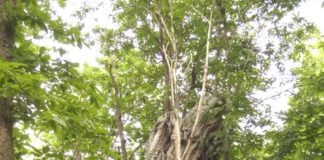 Il Piantone di Nardò e i castagni secolari di Morrice (TE): natura e tradizione culinaria Piantone di nardò