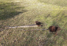 Sradicamento ciliegi a Parco Fornaci. Consiglieri Vicenza Selmo, Marchetti e Marobin (Pd): vandalismo, speriamo non per omofobia, bifobia e transfobia Sradicamento ciliegi a Parco Fornaci