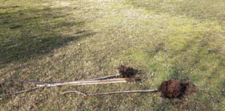 Sradicamento ciliegi a Parco Fornaci. Consiglieri Vicenza Selmo, Marchetti e Marobin (Pd): vandalismo, speriamo non per omofobia, bifobia e transfobia Sradicamento ciliegi a Parco Fornaci