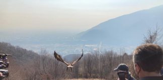 Cogollo del Cengio, liberata giovane aquila curata al CRR di Fimon: salvaguardia fauna selvatica aquila reale liberata a Cogollo curata a Fimon