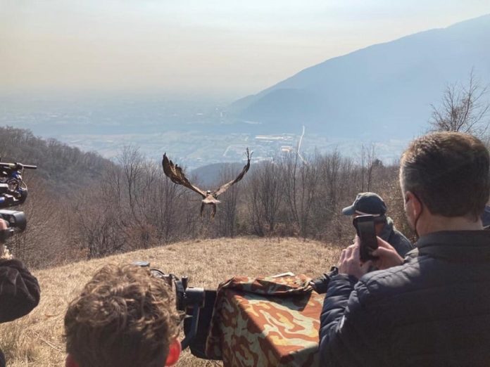 aquila reale liberata a Cogollo curata a Fimon