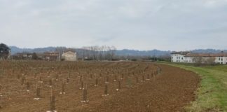 A Sant’Agostino (Vicenza) un nuovo bosco urbano con oltre 2800 piante realizzato da Arbolia e Comune