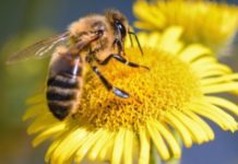 Tutela delle api, Matteo Reginato (Lega Vicenza): via libera ad otto azioni per la salvaguardia dell’equilibrio ambientale Tutela delle api