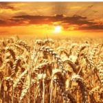 Ucraina, Cai: mais e grano tenero in calo sotto quota 400 euro a tonnellata Beni di prima necessità come il grano