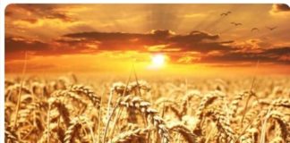 Ucraina, Cai: mais e grano tenero in calo sotto quota 400 euro a tonnellata Beni di prima necessità come il grano